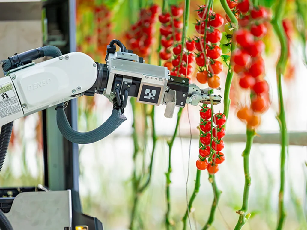 Artemy トマト収穫の様子「農業 AI導入事例」